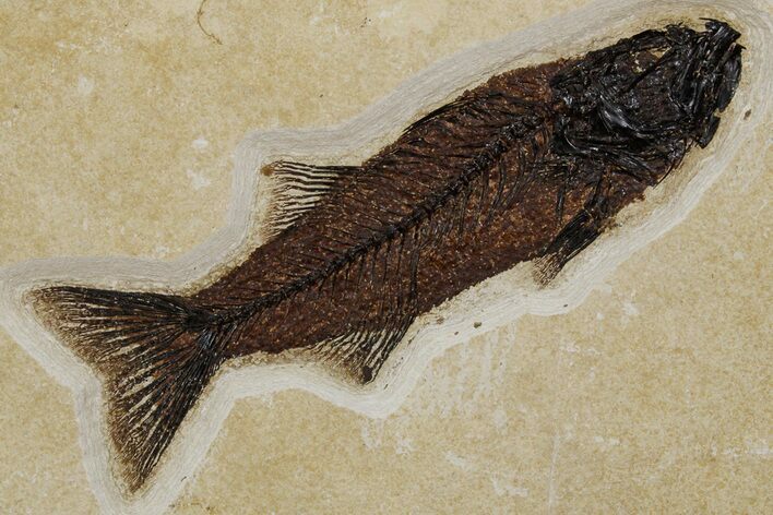 Beautiful Fish Fossil (Mioplosus) - Uncommon Species #349253